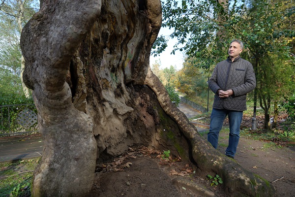 Foto - 500 yıllık çınarın şaşırtan hikayesi