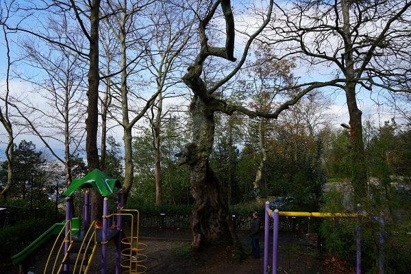 Foto - 500 yıllık çınarın şaşırtan hikayesi