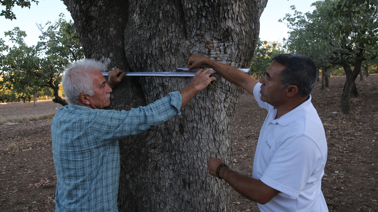 Foto - 500 yıllık hazine! Asırlık fıstık ağaçları bereket saçıyor