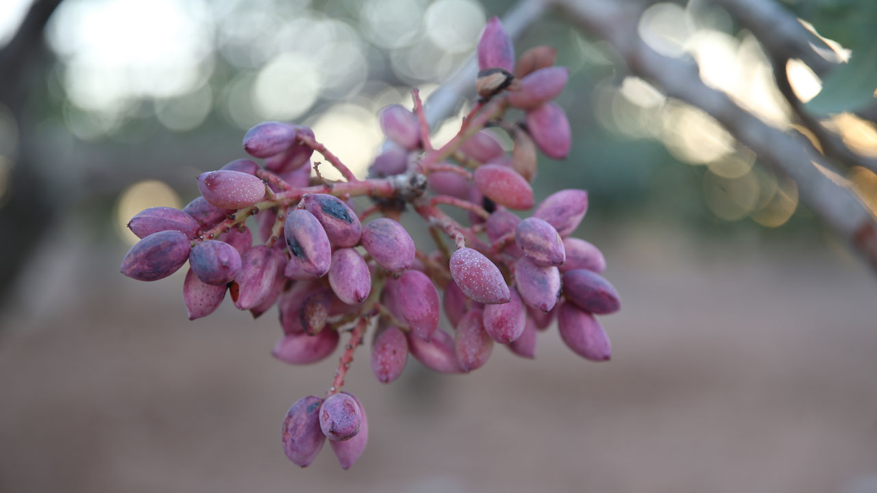 500 yıllık hazine! Asırlık fıstık ağaçları bereket saçıyor