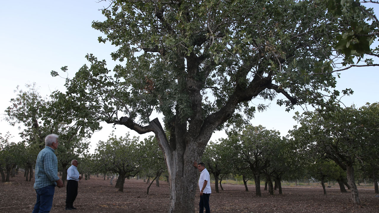 Foto - 500 yıllık hazine! Asırlık fıstık ağaçları bereket saçıyor