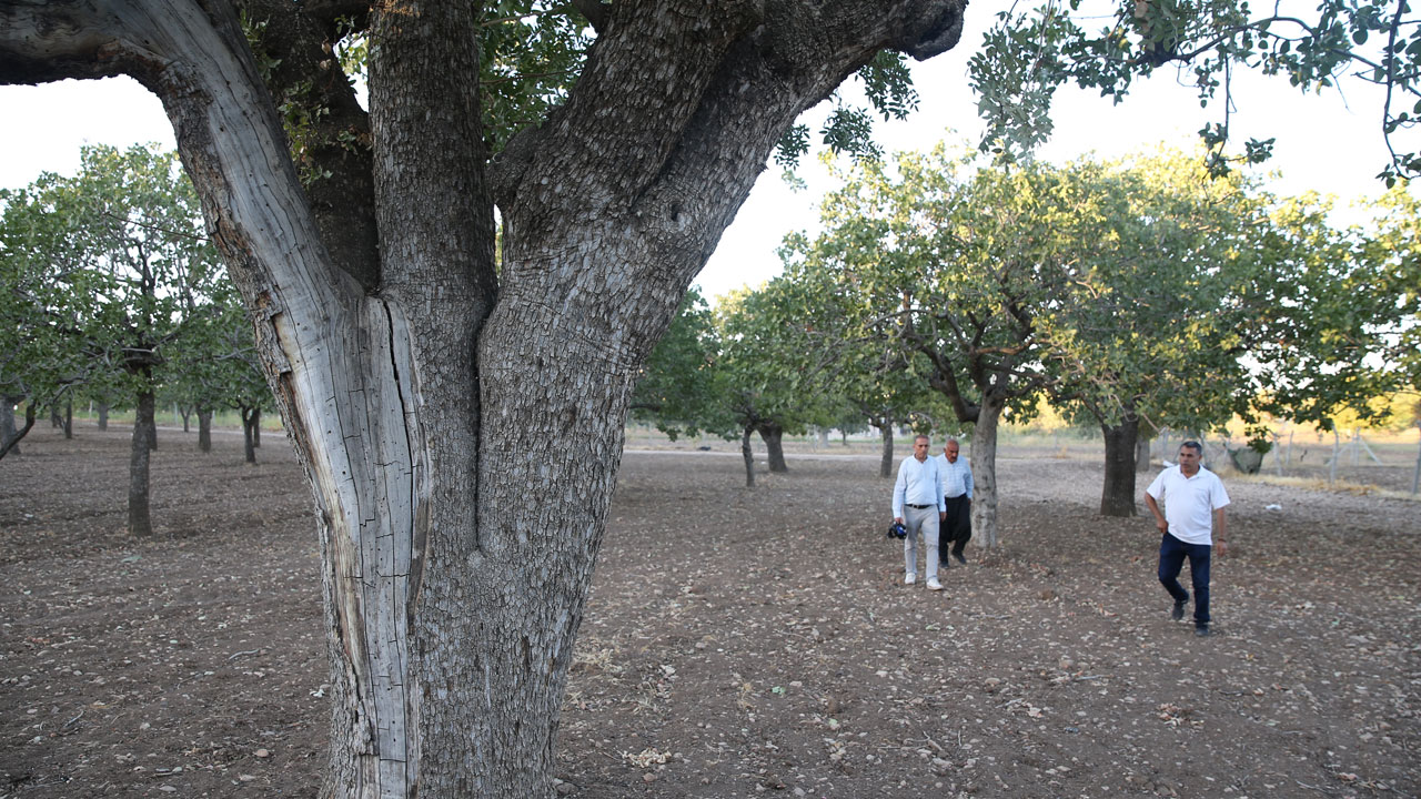 Foto - 500 yıllık hazine! Asırlık fıstık ağaçları bereket saçıyor