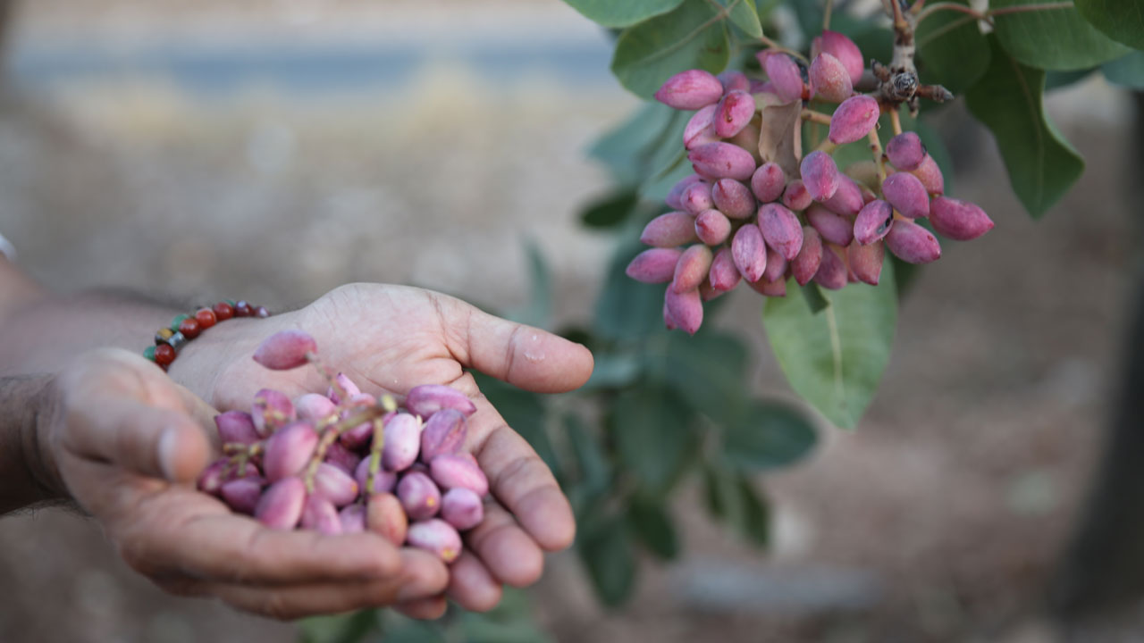 Foto - 500 yıllık hazine! Asırlık fıstık ağaçları bereket saçıyor