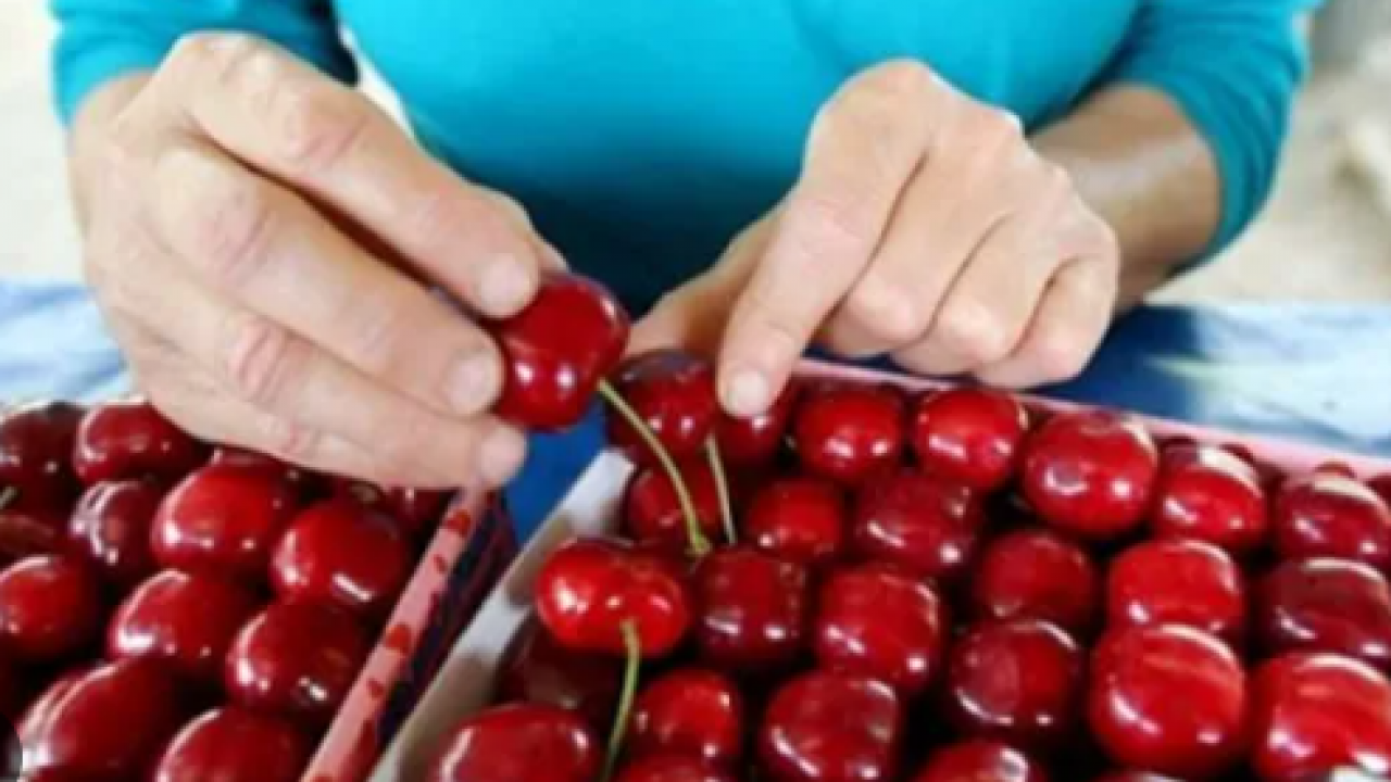 52 ülkeye gönderiyoruz: Kiraz ihracı miktarda 11, dövizde 4 kat arttı!
