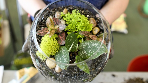 Foto - 52 yıldır su verilmemesine rağmen yaşayan bitkinin sırrı!