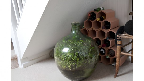 Foto - 52 yıldır su verilmemesine rağmen yaşayan bitkinin sırrı!