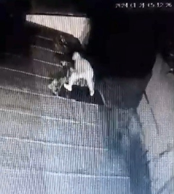 Foto - 527 yıllık camiden çalıp 700 TL'ye sattılar