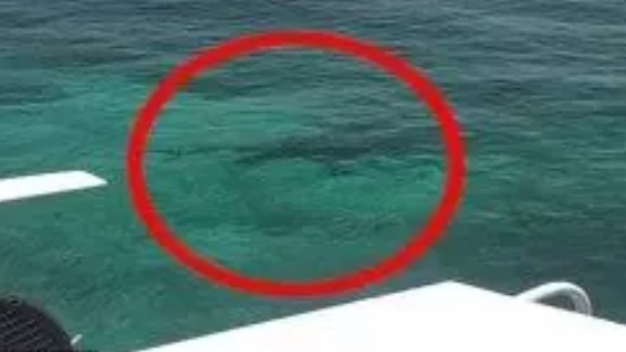 Foto - 55 gün ayakta kalabildi: İşte tarihin kısa süren ükesi!