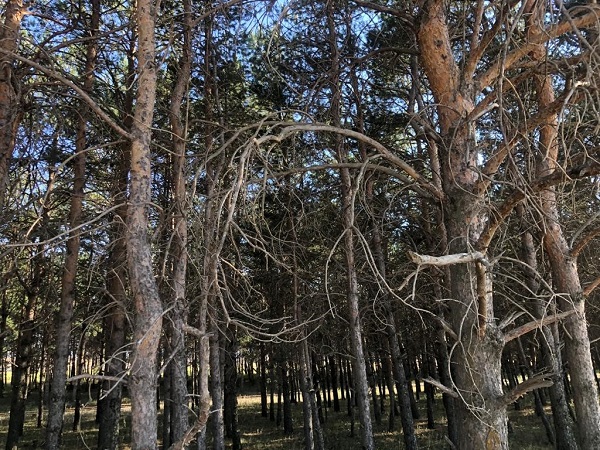 Foto - 55 yıllık ağaçların son hali üzdü