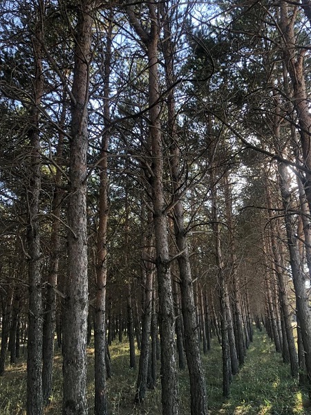 Foto - 55 yıllık ağaçların son hali üzdü