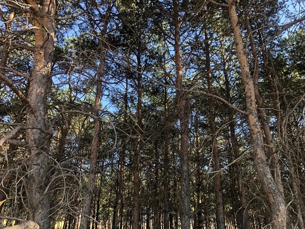 Foto - 55 yıllık ağaçların son hali üzdü