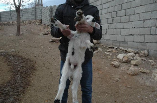 Foto - 6 ayaklı doğan kuzu görenleri şaşırtıyor