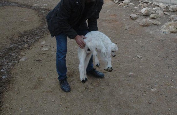 Foto - 6 ayaklı doğan kuzu görenleri şaşırtıyor