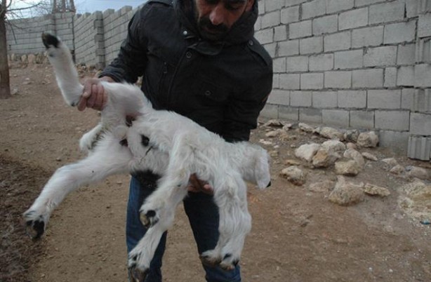 Foto - 6 ayaklı doğan kuzu görenleri şaşırtıyor