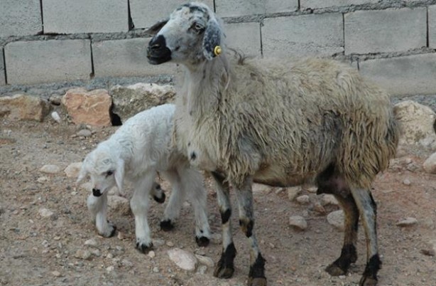 Foto - 6 ayaklı doğan kuzu görenleri şaşırtıyor