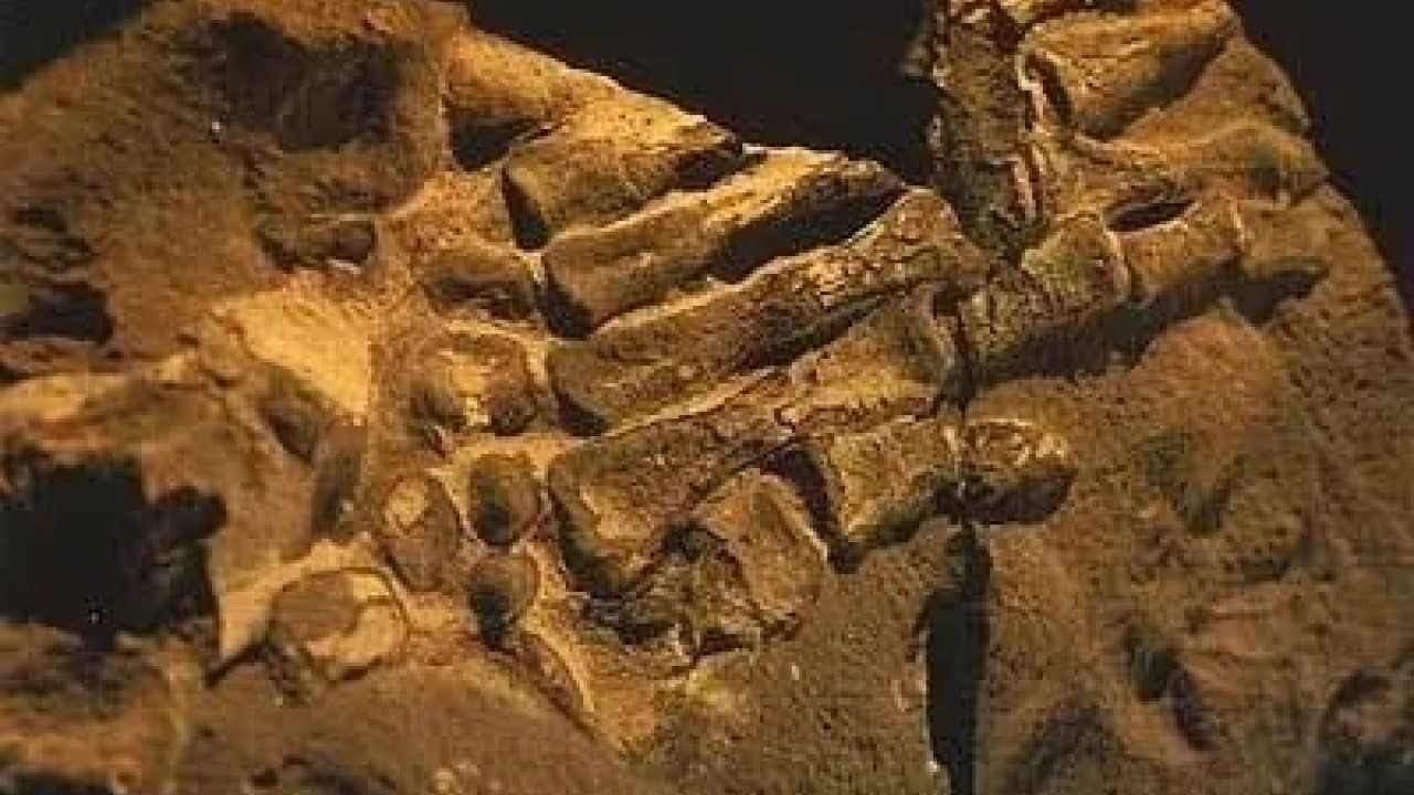 Foto - 6 bin yıllık yeni insan soyu bulundu!