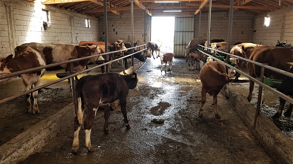 Foto - 6 inekle başladı sayıyı 12.5 kat artırdı