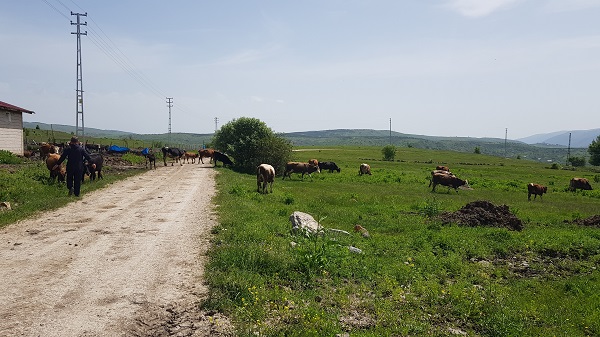 Foto - 6 inekle başladı sayıyı 12.5 kat artırdı