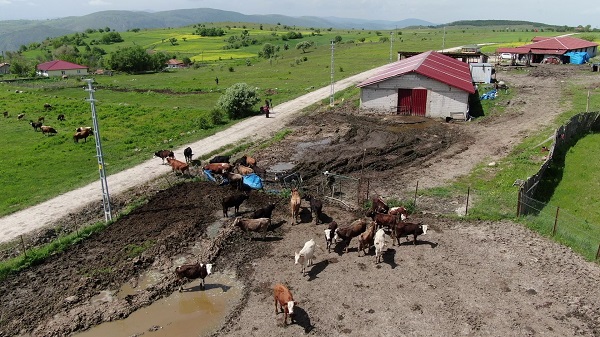 Foto - 6 inekle başladı sayıyı 12.5 kat artırdı