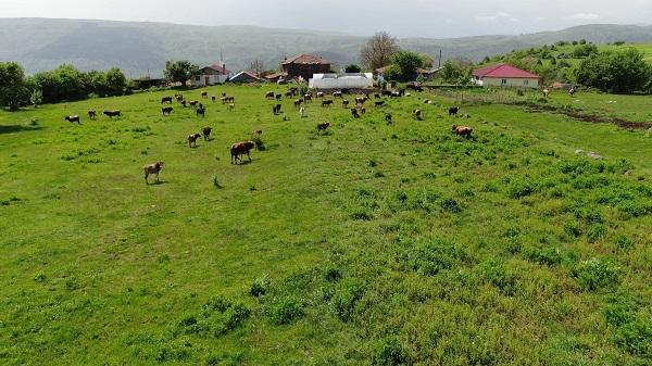 Foto - 6 inekle başladı sayıyı 12.5 kat artırdı