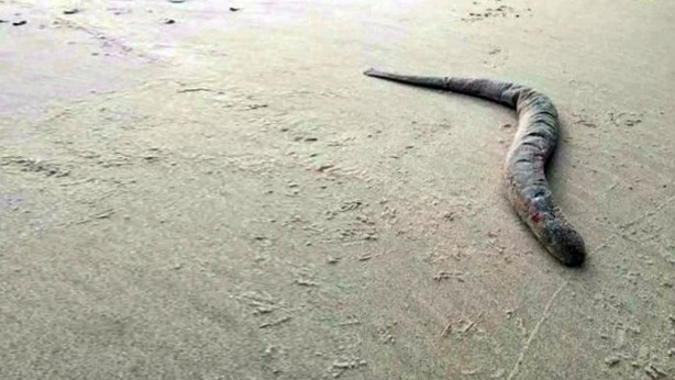 Foto - 6 yıl sonra orada görüldü, kanla besleniyor! Bölgede paniğe neden oldu! Kapı pencereyi sıkı sıkı kapatın