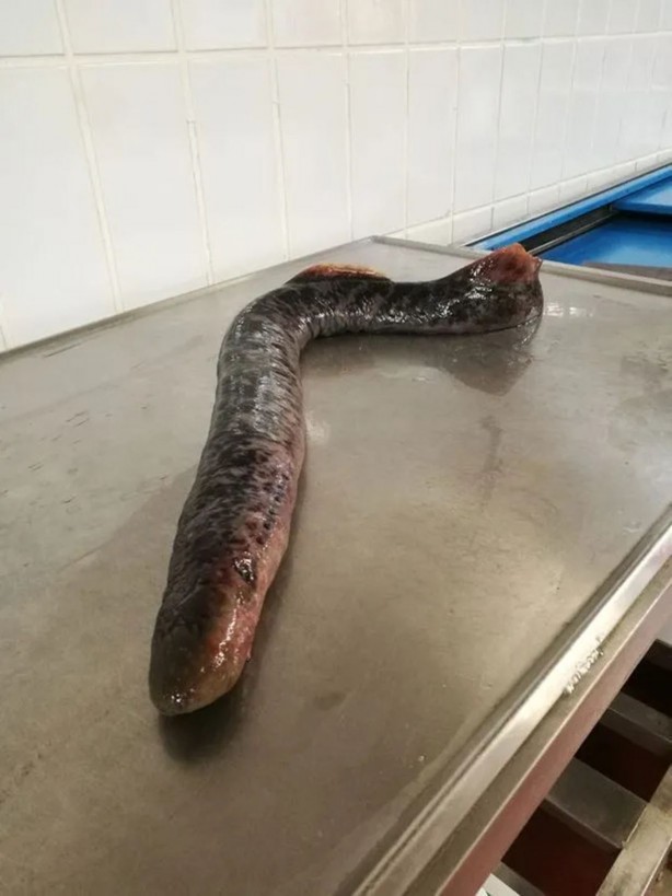 Foto - 6 yıl sonra orada görüldü, kanla besleniyor! Bölgede paniğe neden oldu! Kapı pencereyi sıkı sıkı kapatın