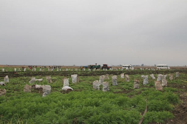 Foto - 60 bin ton havuç için bekleniyor