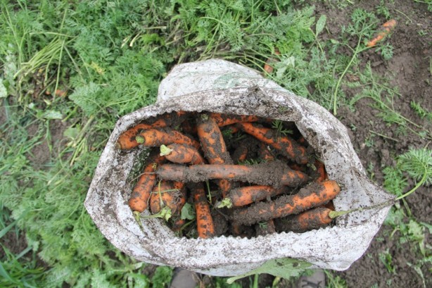 Foto - 60 bin ton havuç için bekleniyor