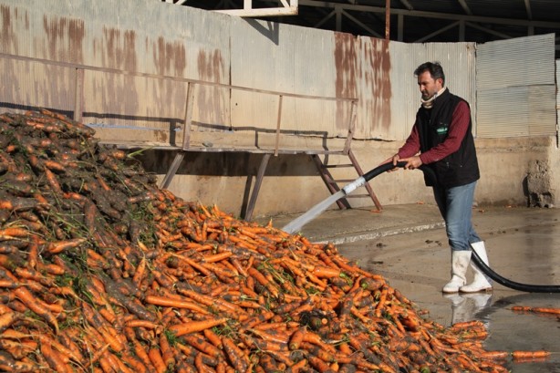 Foto - 60 bin ton havuç için bekleniyor