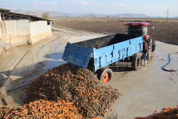 Foto - 60 bin ton havuç için bekleniyor