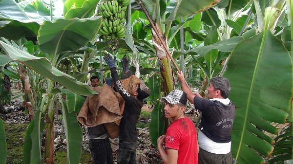 Foto - 60 derecede muz hasadı