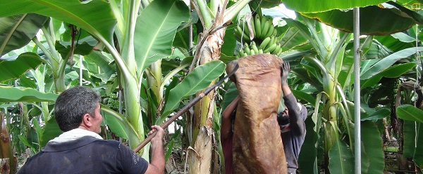 Foto - 60 derecede muz hasadı