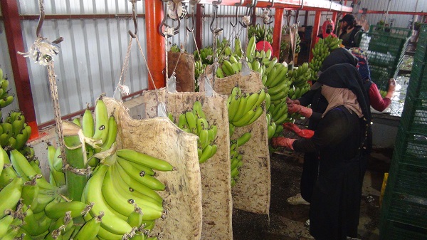 Foto - 60 derecede muz hasadı