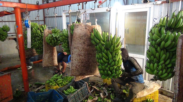 Foto - 60 derecede muz hasadı