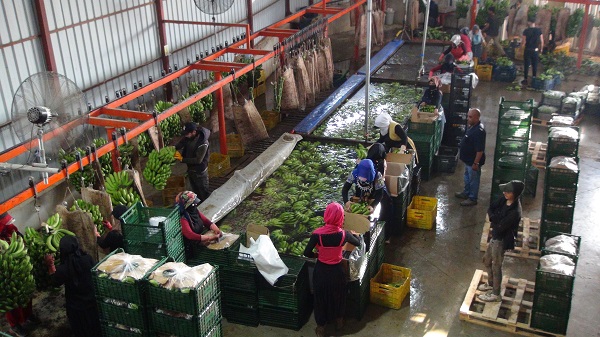 Foto - 60 derecede muz hasadı