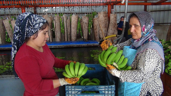 Foto - 60 derecede muz hasadı