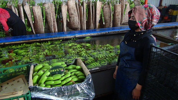 Foto - 60 derecede muz hasadı