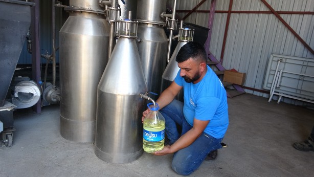 Foto - 60 kilosundan 1 kilo yağ çıkıyor! O bitkinin hasadı başladı