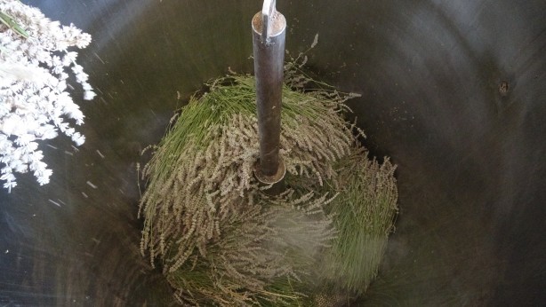 Foto - 60 kilosundan 1 kilo yağ çıkıyor! O bitkinin hasadı başladı