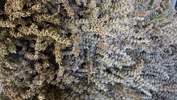 Foto - 60 kilosundan 1 kilo yağ çıkıyor! O bitkinin hasadı başladı