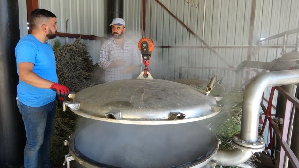 Foto - 60 kilosundan 1 kilo yağ çıkıyor! O bitkinin hasadı başladı