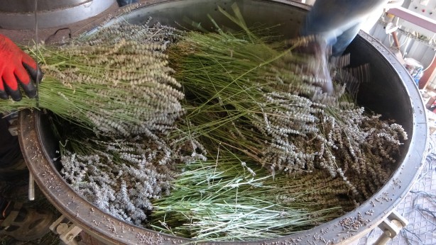 Foto - 60 kilosundan 1 kilo yağ çıkıyor! O bitkinin hasadı başladı