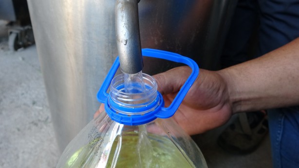 Foto - 60 kilosundan 1 kilo yağ çıkıyor! O bitkinin hasadı başladı