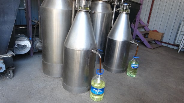 Foto - 60 kilosundan 1 kilo yağ çıkıyor! O bitkinin hasadı başladı