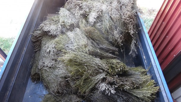 Foto - 60 kilosundan 1 kilo yağ çıkıyor! O bitkinin hasadı başladı