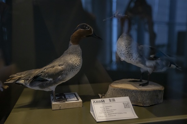 Foto - 60 yılda toplandı şimdi sergilenecek