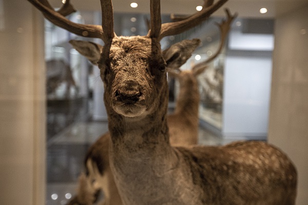 Foto - 60 yılda toplandı şimdi sergilenecek