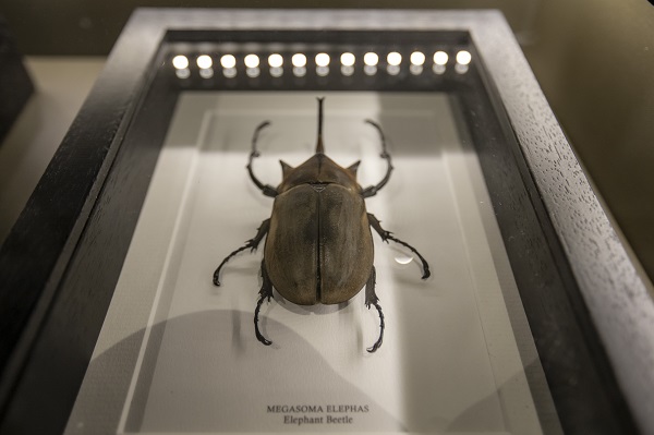 Foto - 60 yılda toplandı şimdi sergilenecek