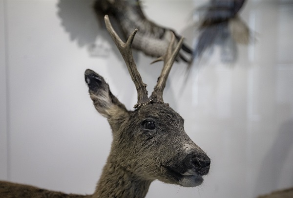 Foto - 60 yılda toplandı şimdi sergilenecek