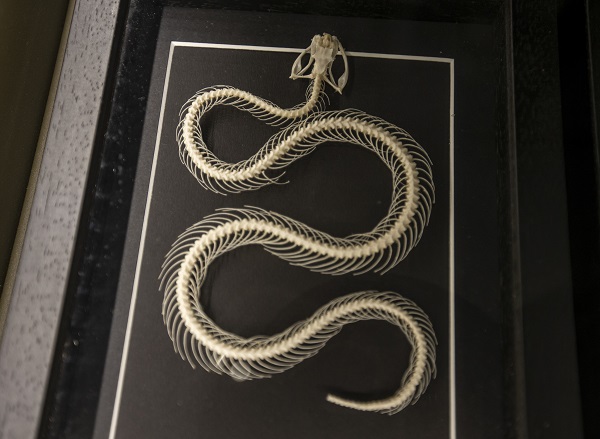 Foto - 60 yılda toplandı şimdi sergilenecek